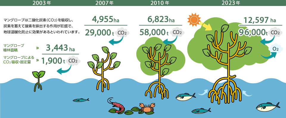 マングローブは二酸化炭素(CO2)を吸収し、炭素を蓄えて酸素を排出する作用が旺盛で、地球温暖化防止に効果があるといわれています。(マングローブ植林面積/マングローブによるCO2吸収・固定量)2003年3,443ha/1,900t、2007年4,955ha/29,000t、2010年6,823ha/58,000t、2023年12,597ha/96,000t