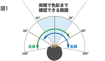 図1:両眼で色彩まで確認できる範囲