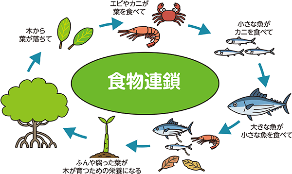 食物連鎖：木から葉が落ちて、エビやカニが葉を食べて、小さな魚がカニを食べて、大きな魚が小さな魚を食べて、ふんや腐った葉が木が育つための栄養になる